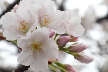 サクラの花