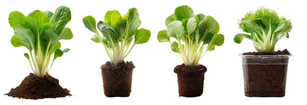 Fresh green plants showcase growth stages from soil to pot, symbolizing nature's beauty.