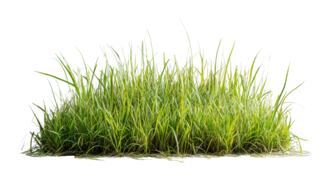 Green grass growing on transparent background for easy integration