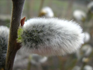 Fluffy pussy willow bud growing on branch in springtime © Сергій Жорновий