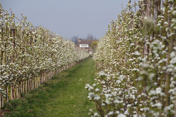 Blooming pear trees line a tranquil pathway in a peaceful orchard during springtime in rural countryside