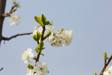 Blossoming tree adorned with white flowers attracts pollinators on a clear spring day in a serene garden