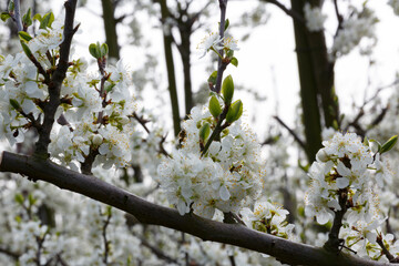 Spring blossoms decorate a tranquil orchard in full bloom during the day, showcasing soft white flowers and fresh green buds on branches