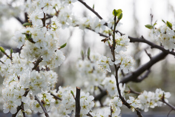 Obraz premium Blossoming white flowers on a branch in a serene garden during springtime