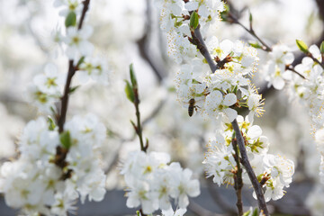 Blooming white flowers attract bees in a sunny garden during springtime