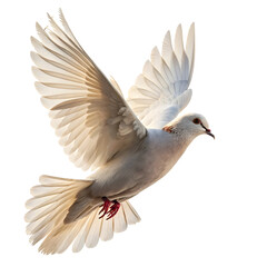 Fototapeta premium dove isolated on white