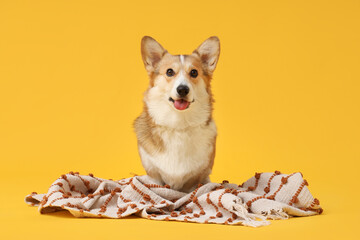 Cute Corgi dog with striped plaid on yellow background