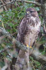 Common Buzzard (Buteo buteo) perched in a tree, Penzance, Cornwall, UK.