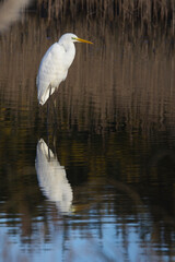 Great Egret (Ardea alba) standing in a pond, Hayle, Cornwall, UK.