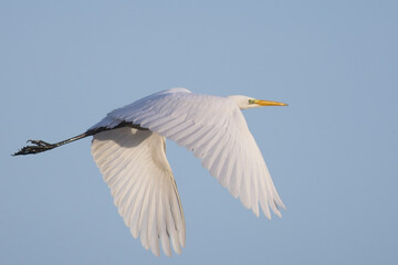Great Egret (Ardea alba) in flight, Hayle, Cornwall, UK.