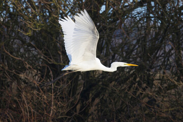 Great Egret (Ardea alba) in flight, Hayle, Cornwall, UK.