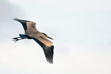 Grey Heron (Ardea cinerea) in flight showing upperwing pattern, Marazion, Cornwall, UK.