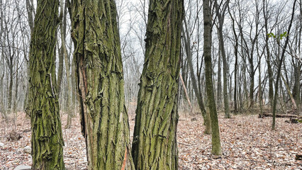Many tree branches on the ground in the forest on fallen leaves after sanitary felling of trees, chips. Early spring.