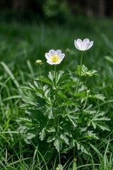 Fototapeta premium there are two white flowers that are growing in the grass