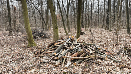 Many tree branches on the ground in the forest on fallen leaves after sanitary felling of trees, chips. Early spring.