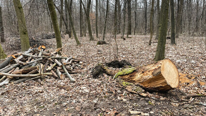 Many tree branches on the ground in the forest on fallen leaves after sanitary felling of trees, chips. Early spring.