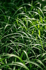 Obraz premium a close up of a bunch of green grass with water droplets