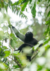 Western Hoolock Gibbon