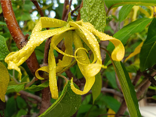 Ylang-Ylang flower (ilang ilang), Cananga odorata, yellow petals as long, flat lines that are bent,...
