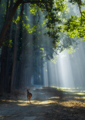 Forest Landscape Jim Corbestt