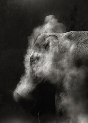 Elephant dust bath