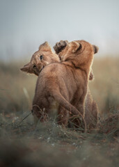 Obraz premium lion cubs playing