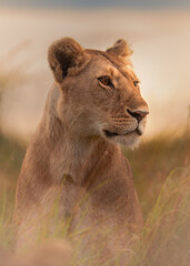 lioness