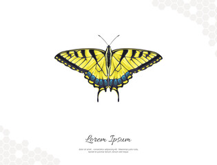 Tiger Swallowtail Butterfly wings vector art for wall decoration