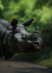 One horned rhino kaziranga portrait © JayantaGuha