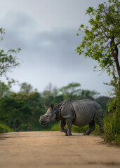 One horned rhino kaziranga forest © JayantaGuha
