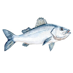 A detailed illustration of a fish showcasing its scales, fins, and mouth, emphasizing its aquatic features.