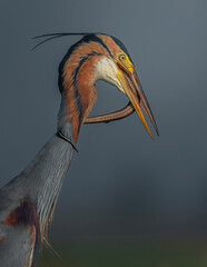 Purple Heron with snake kill Mangalajodi
