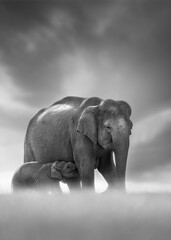 elephant in the forest