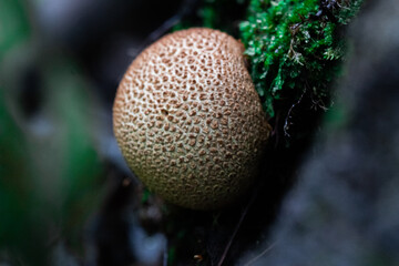 Little one all alone in the woods