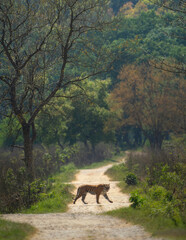 tiger on road