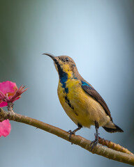 sunbird on branch