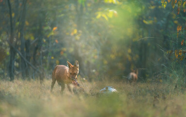 Dhol - WIld dog of India