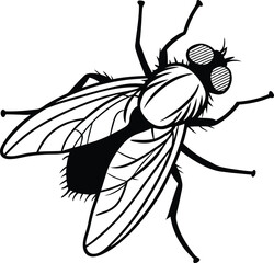 Cockroach white  background