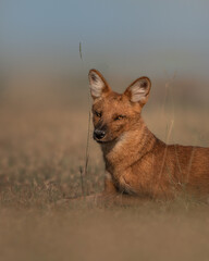 Dhol - WIld dog of India