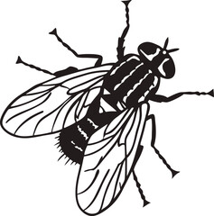 Cockroach fly on white background
