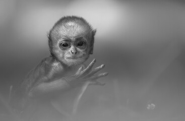 portrait of a langur baby