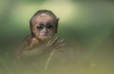portrait of a langur baby
