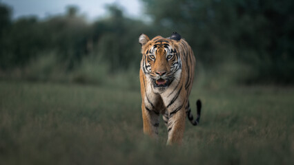 TIger in the wild
