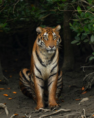 Tiger of sundarban