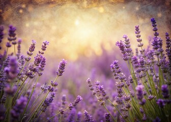 Vintage Lavender Fields Border: Serene Purple Floral Frame for Design