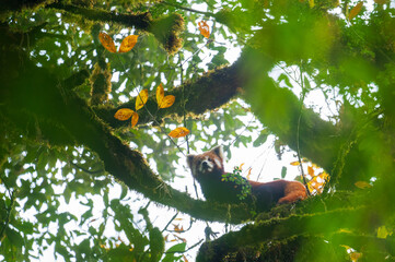 Red Panda Inthe Forest