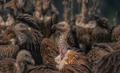 Himalayan griffon vulture