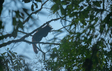 Red Panda In forest