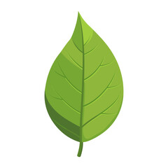 Front view of a simple green slender leaf illustration eco-friendly botanical vector