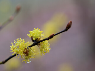 雨の降る寒い3月に咲き始めたダンコウバイ（ 檀香梅）